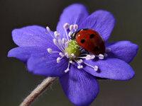 Leberblümchen_mit_Marienkäfer.jpg