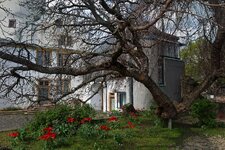 Maulbeerbaum_IMG_4363_DxO_jiw.jpg