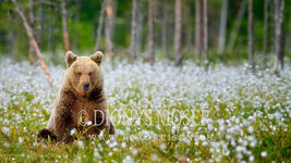 2012_Finnland_GRO440_young_bear169_b_c.jpg