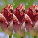 D2 Crop Tulpe.JPG