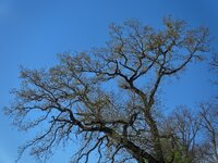 Bäume_IMG_4290_DxO_jiw.jpg