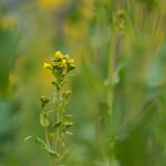 comp1_P1158386-B1.jpg