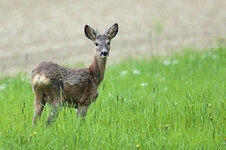 DSC_2568vkcs+++.jpg