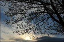 comp_Frisches Laub im Abendlicht.jpg