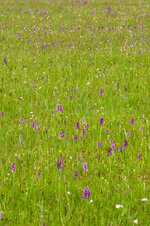 IMGP9546-4.jpg