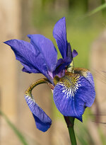 iris 1.jpg