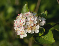 aronia.jpg