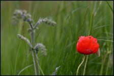 comp_Mohn im Wiesengrund.jpg