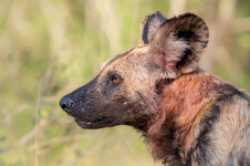 Wilddog1-1.jpg