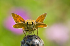 Rostfarbige Dickkopffalter (Ochlodes sylvanus)_Q22A2387.jpg