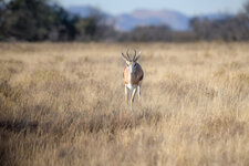 springbok.jpg