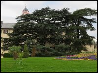Libanonzeder_IMG_1104_jiw.jpg