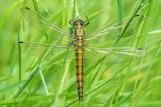 Großer Blaupfeil-(Orthetrum cancellatum).jpg