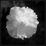 Mohnblüte-IR.jpg