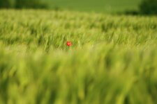 DSC09415Rz_Forum.jpg