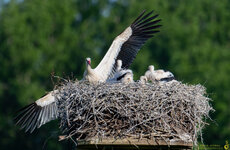 Storch-im-Anflug-auf-Nest-mit-Jungen-1500pix-1781.jpg