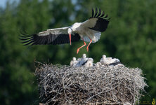 Storch-im-Anflug-auf-Nest-mit-Jungen-1500pix-1792.jpg