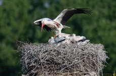 Storch-im-Anflug-auf-Nest-mit-Jungen-1500pix-1812.jpg