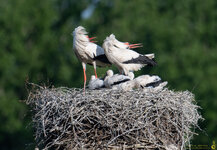 Storch-Ankunftsfreude-Nest-mit-Jungen-1500pix-1839.jpg
