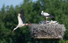 Storch-Abflug-Nest-mit-Jungen-1500pix-1869.jpg