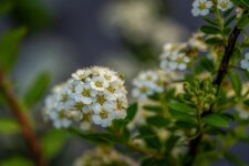 comp_DSC06089.jpg
