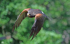 DSC_0421Akl.jpg