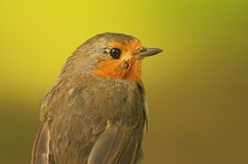 Rotkehlchen_200-500_1200px.jpg