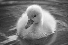 DSC_0361.jpg