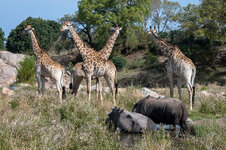 giraffen1-1.jpg
