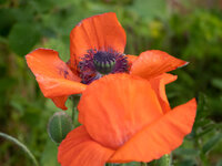 OM010208.jpg