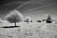 comp_SDIM9826.jpg