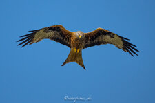 DSC_1758-1760-1.jpg