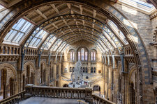 National History Museum Hall.jpg