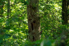 DSC00779-ARW_DxO_DeepPRIMEXD.jpg