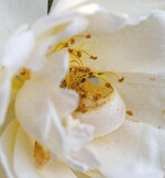 rose 9.jpg