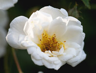 rose 10.jpg