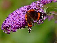 P1060850verkl, sch+50, kontr+40.jpg