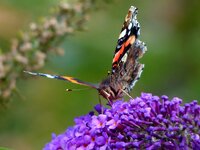 P1060878verkl, kontr+20 sätt+20.jpg