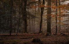 CoriWald2.jpg CoriWald2.jpg