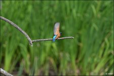 c_DSC_5882.jpg