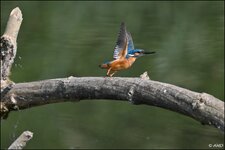 c_DSC_5993.jpg