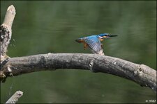 c_DSC_5994.jpg