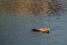 DSC_6018.jpg