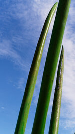 Gebogen-6839-tam2875.jpg
