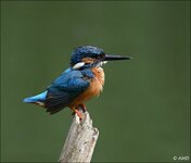 c_DSC_6347.jpg