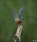 c_DSC_6585crop.jpg