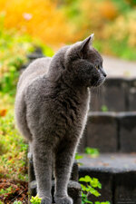 DSC00487.jpg