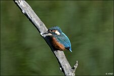 c_DSC_7305.jpg