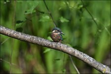 c_DSC_7319.jpg