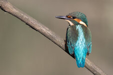 20230722_134438_Kingfisher_351.jpg